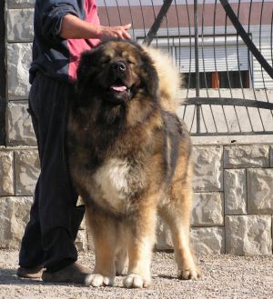 Hannibal Transylvania Giant | Caucasian Mountain Dog 