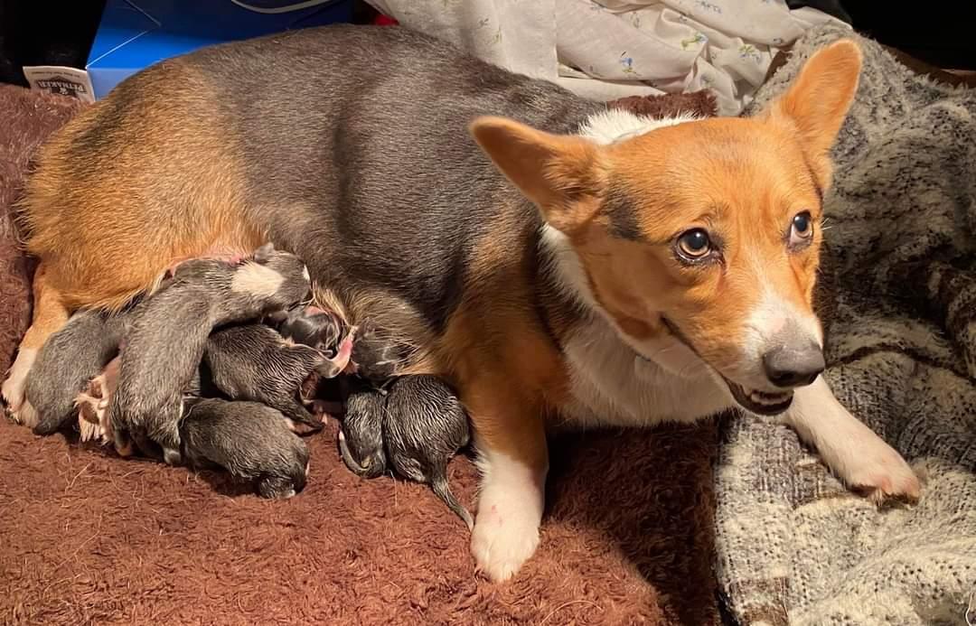K&amp;N Sweet Shelby Lynn | Pembroke Welsh Corgi 