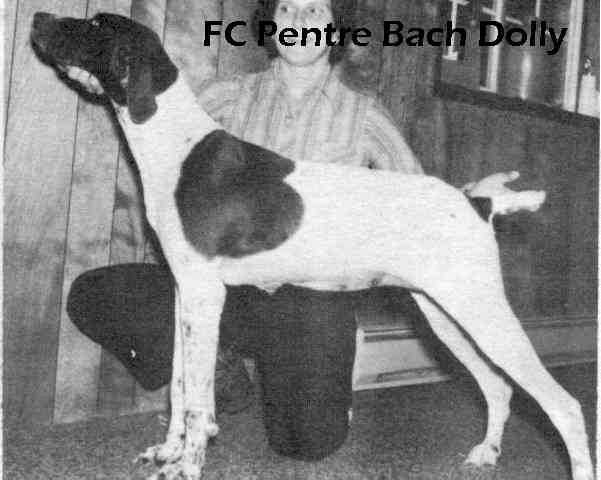 PENTRE BACH DOLLY | German Shorthaired Pointer 