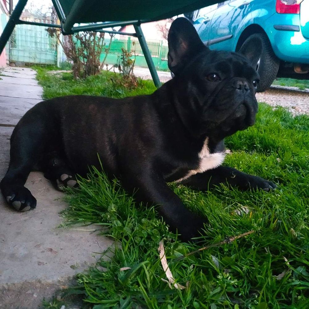 Priam Athosro Land | French Bulldog 