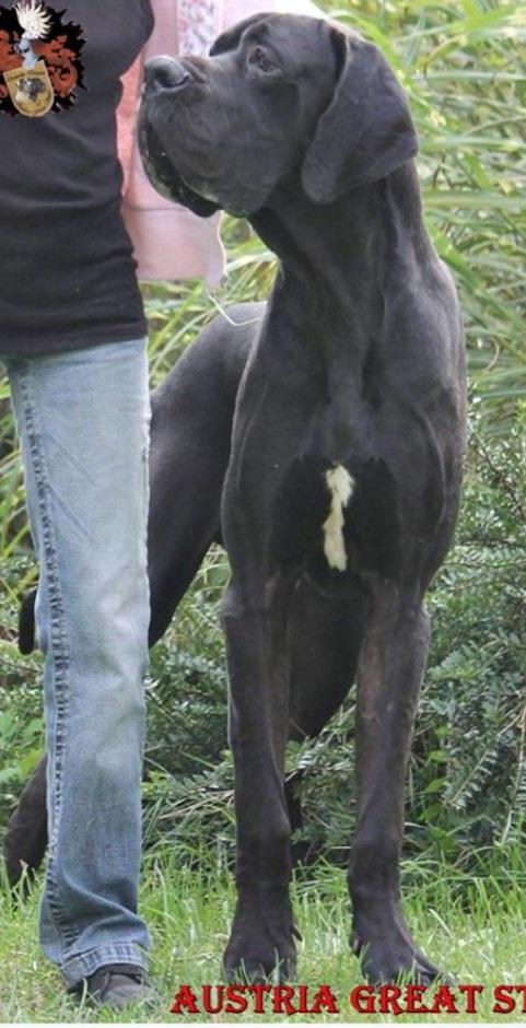 Jnett-Li de la Benjamine | Great Dane 