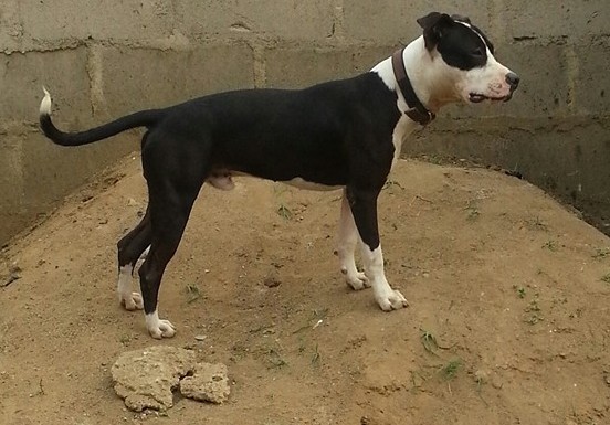 Obeda's Cyclops | American Pit Bull Terrier 