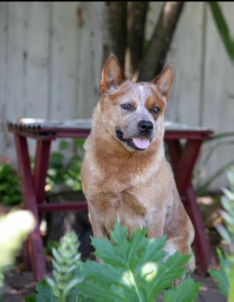 Sageroo N Bring It On Pump Up The Volume | Australian Cattle Dog 