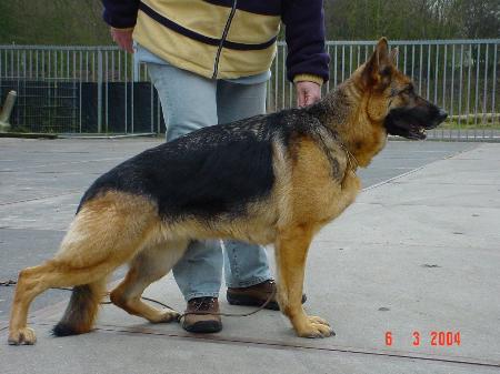Endra van Liedehof | German Shepherd Dog 