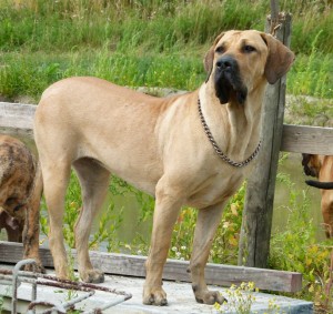 Cleopatra de anjo da guarda | Fila Brasileiro 