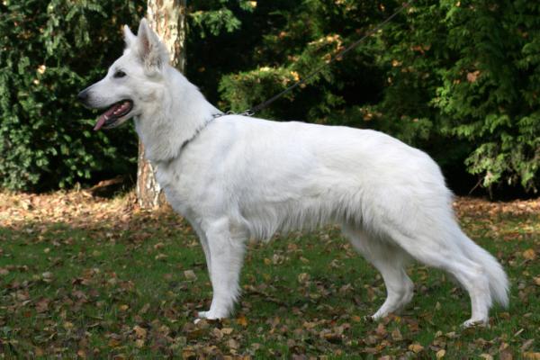 Nora of White Friends | White Swiss Shepherd Dog 