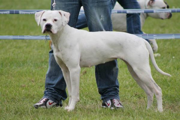 McLeod's Amy | American Bulldog 