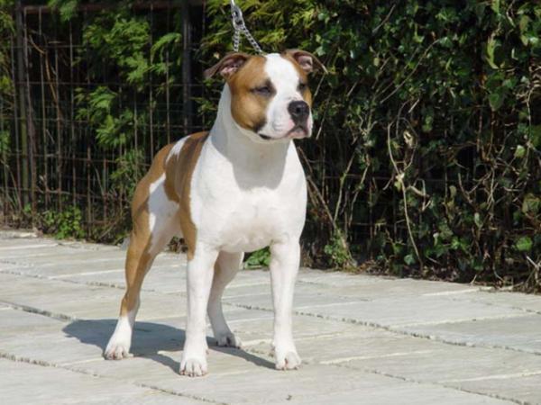 Nino From The House Of Power | American Staffordshire Terrier 