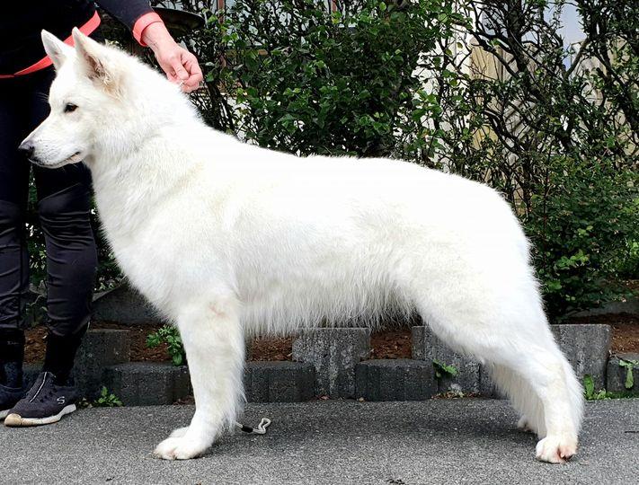 Northern Star vom Niehuser See | White Swiss Shepherd Dog 