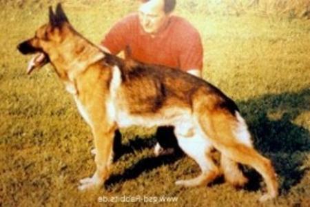 Laro von Meran | German Shepherd Dog 