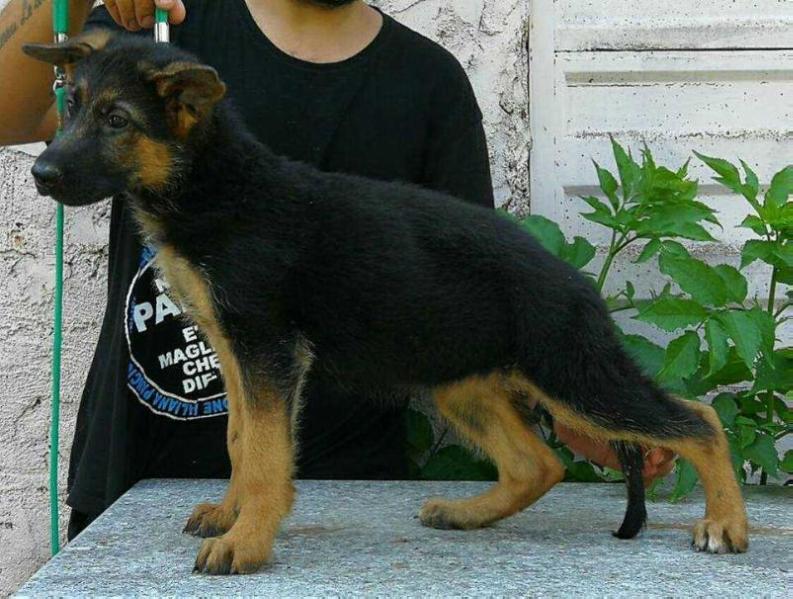 Aurban Princess | German Shepherd Dog 