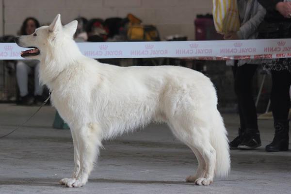 Handy du Flocon d'Argent | White Swiss Shepherd Dog 