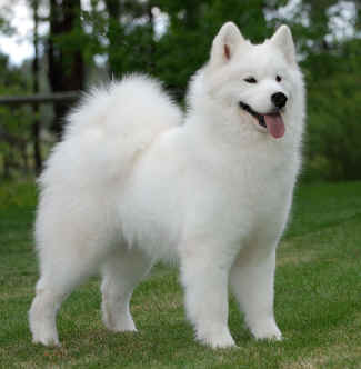 Mishka's Lil' Russian Firecracker | Samoyed 