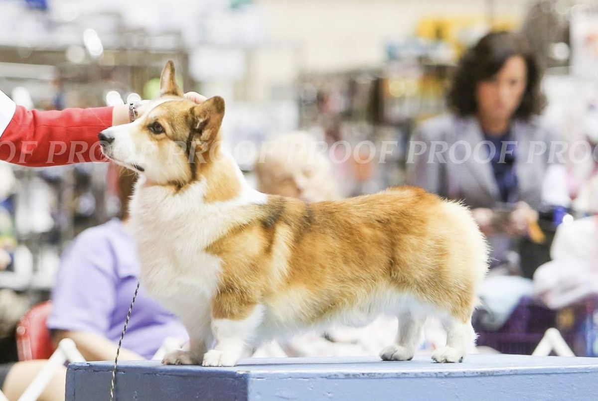 Elfame’s Play It Again Sam | Pembroke Welsh Corgi 