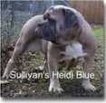 Sullivan's Hedi Blue | Olde English Bulldogge 