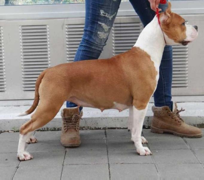 NOSTALGZI BARBERRY IZ VOISKA TAMERLANA | American Staffordshire Terrier 