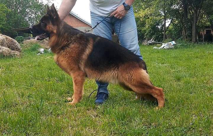 Benito von Yugerschof | German Shepherd Dog 