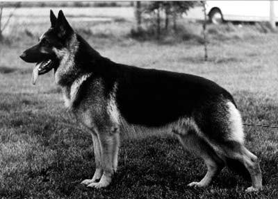 Eros von der Wienerau | German Shepherd Dog 