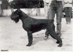 Gammurabi Baterfly | Giant Schnauzer 