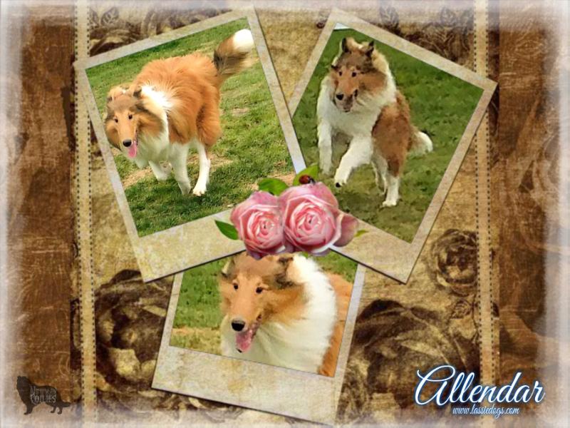 Newman's Allendar or Lost Acres | Rough Collie 