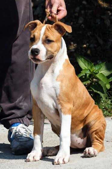 Red Ruby of Taurunum Angels | American Staffordshire Terrier 