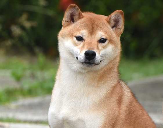 Handzimemesite Fudzin | Shiba Inu 