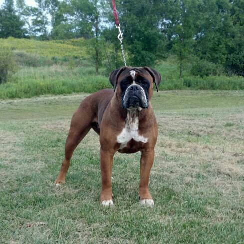 Tenacious B Kennel's Laiza | Olde English Bulldogge 