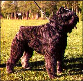 Falco Darwin v.h. Grendarcohof | Bouvier des Flandres 