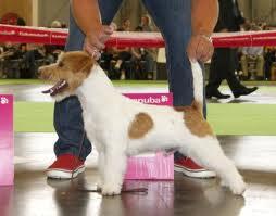 Kanix 2 Fast | Jack Russell Terrier 