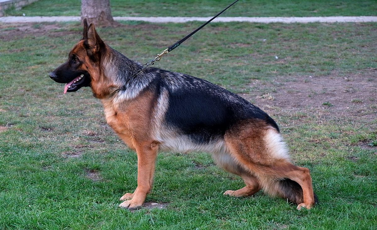 Dalla Aureus Mons | German Shepherd Dog 