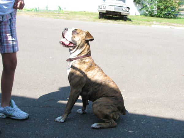 lahoud's Baby Wiggles | Olde English Bulldogge 