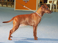 CLILA Me Beit Hamaayan | Miniature Pinscher 