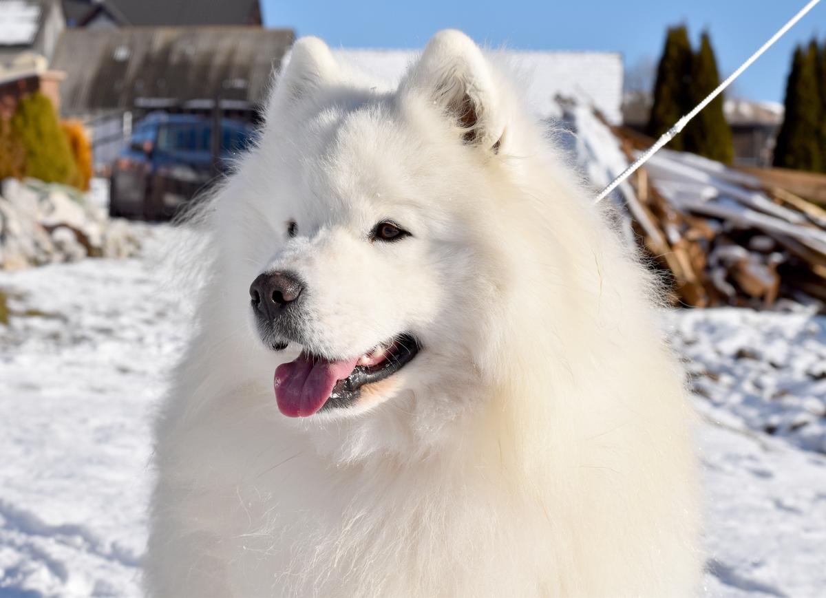 IMAGINE DRAGON Carpathian white smile | Samoyed 