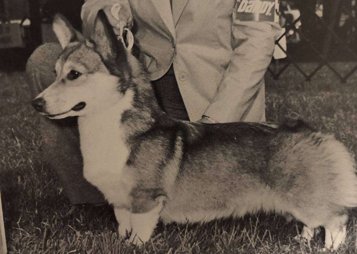 Wakefield Rosemary | Pembroke Welsh Corgi 