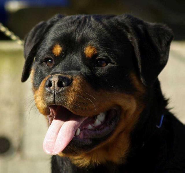 Crazy Diamond Uzzi | Rottweiler 