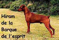 HIRAM de la Barque de l'Esprit | German Pinscher 