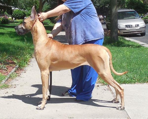 Witamy's Egyptian Goddess | Great Dane 