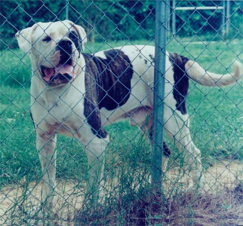 Johnson's Rebel Rousier 2 | Olde English Bulldogge 