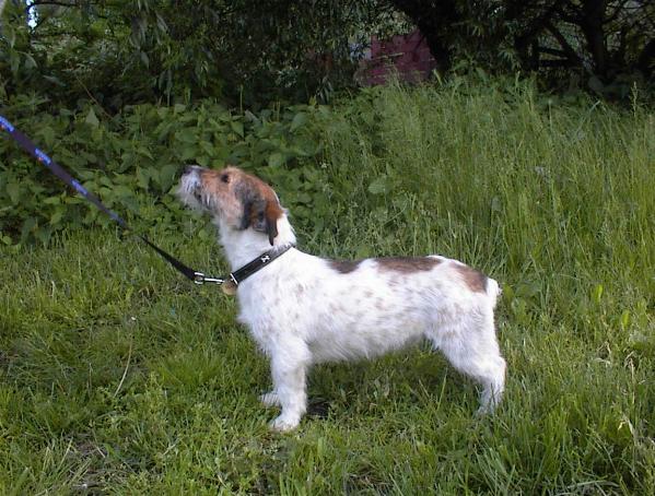 Bartina-Hegyi Bébi | Jack Russell Terrier 