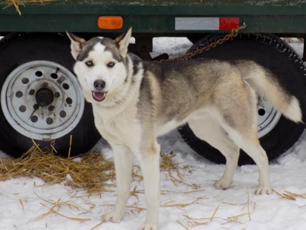 RJ's Denali 93.3 | Siberian Husky 