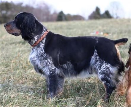 SPRINGER HILLS WATCH FOR FALLING TIMBER | English Springer Spaniel 