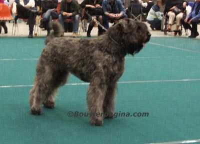 Xsera-Toos v.d. Vanenblikhoeve | Bouvier des Flandres 