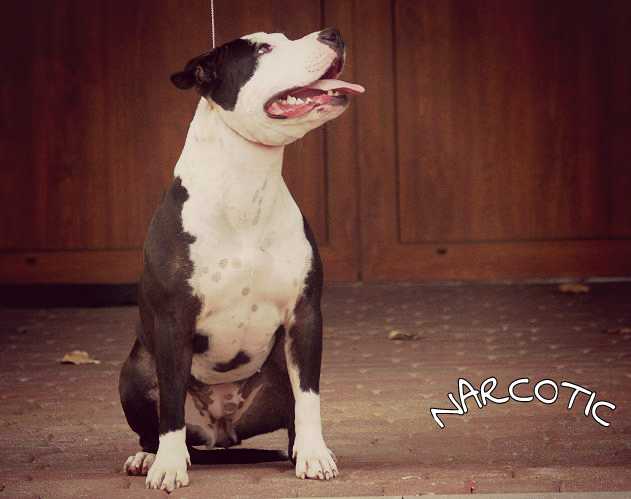 Nimiloxus Nasha Narcotic Dream | American Staffordshire Terrier 