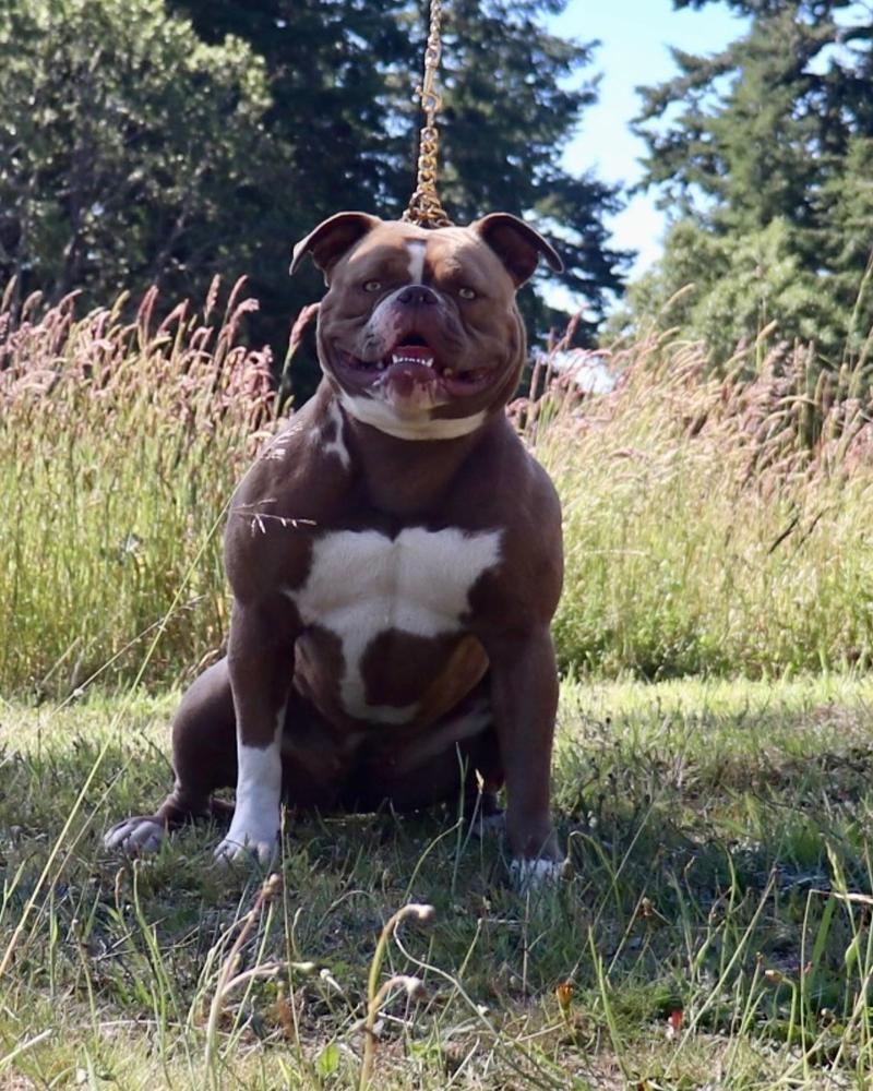 Fuerza’s chocolate dynamite of Ballards aka dinamita | American Bulldog 