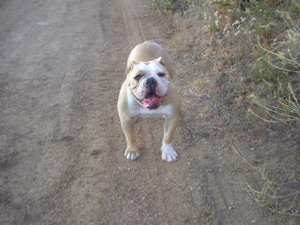 unshackled's Missy | Olde English Bulldogge 