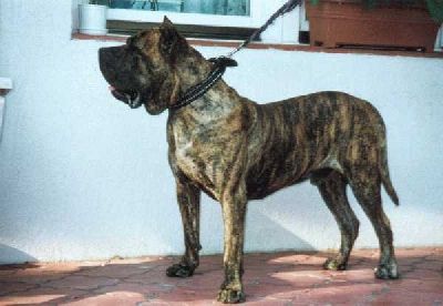 Vanpo de Casa del Presa | Perro de Presa Canario 