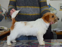 Madonna di Villa Andrei | Jack Russell Terrier 