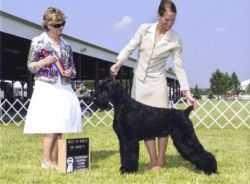 Histyle's Big Show Father and Son | Giant Schnauzer 