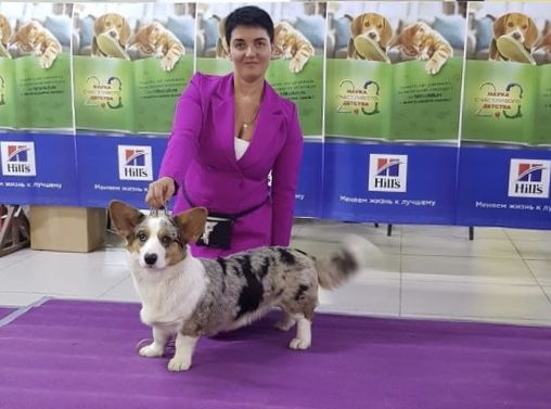 SEVASTOPOLSKIY VALS EKATERINA VELIKAYA | Cardigan Welsh Corgi 