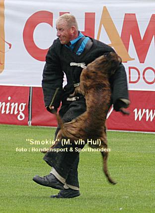 Risen Star`s Smokie | Dutch Shepherd 